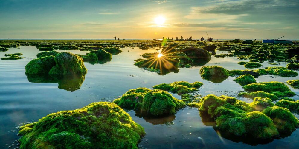 cánh đồng rong biển Ninh Thuận